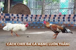 Bật Mí Cách Chơi Đá Gà Sabong Tại Luck8 Từ Các Chuyên Gia