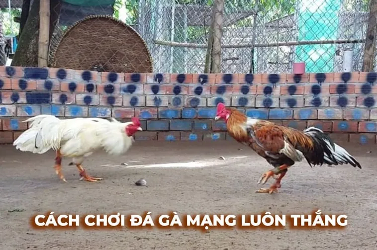 Bật Mí Cách Chơi Đá Gà Sabong Tại Luck8 Từ Các Chuyên Gia 1 Bật Mí Cách Chơi Đá Gà Sabong Tại Luck8 Từ Các Chuyên Gia