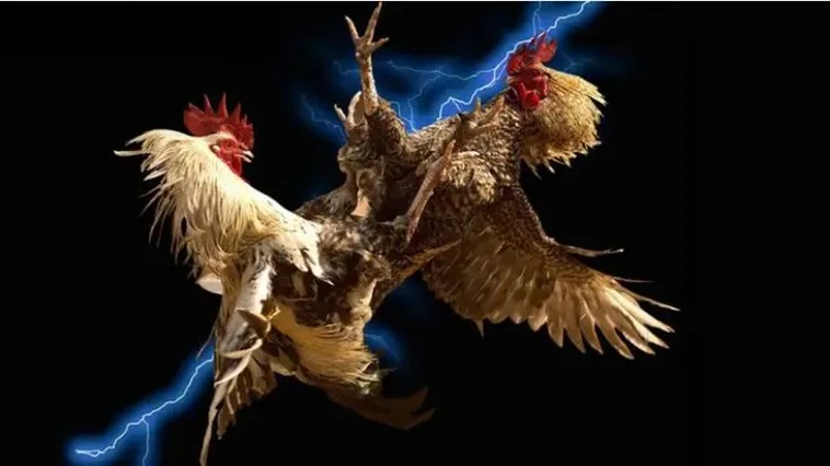 Đá Gà Luck8 Đỉnh Cao Trải Nghiệm Cá Cược Trực Tuyến Hàng Đầu